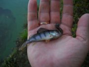 perch3_rprt.jpg