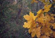 IMG_0870_resize.jpg