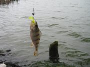 IMG_2982.JPG