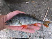 DSCF5390.JPG