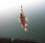 IMG_3043.JPG