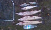 IMAG0005.jpg