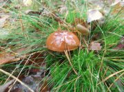 DSCF5415.JPG