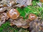 DSCF5416.JPG