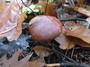 DSCF5413.JPG