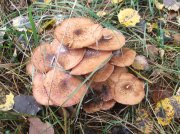 DSCF5425.JPG