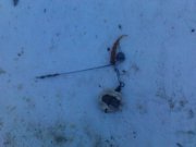 DSC01281.JPG