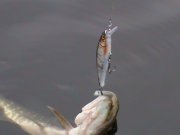 DSC00102.JPG