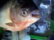 IMG_20120704_121657.jpg