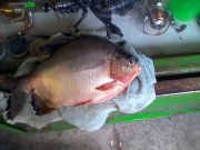 IMG_20120704_121948.jpg