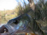 IMG_3063.JPG
