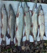 DSC00783_.JPG