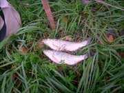 IMG_0151.JPG