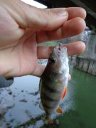 DSC00398.JPG