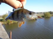 DSC00414.JPG