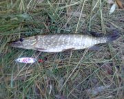 DSC00090.JPG