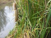 IMG_3081.JPG