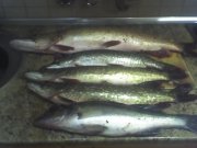 03-11-12_1828.jpg