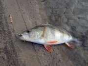 DSC00434.JPG