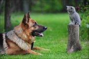 котя и овчарка.jpg