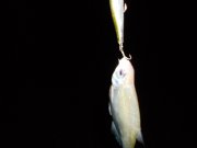 DSCN4456.jpg