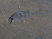 DSC00159.JPG