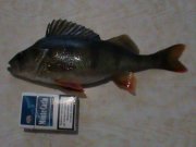 DSC00163.JPG