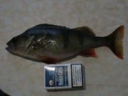 DSC00167.JPG