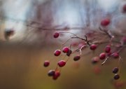 IMG_1045_resize.jpg