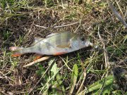 IMG_3105.JPG