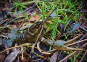 IMG_1059.jpg