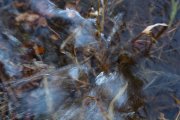 IMG_1079.jpg