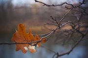 IMG_1087.jpg