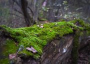 IMG_1091.jpg