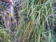 IMG_3133.JPG