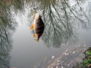 IMG_3135.JPG