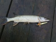 DSC01333.JPG