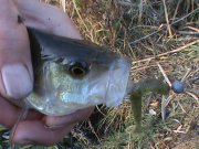 DSC00174.JPG