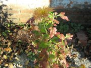 IMG_1121.JPG