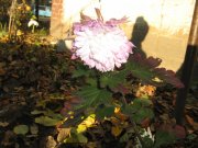 IMG_1122.JPG