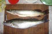 DSC06108.JPG