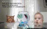 1327929237_animal_1.jpg
