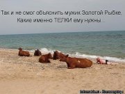 телки.jpg