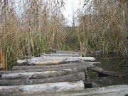 IMG_3232.JPG