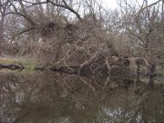 IMG_3233.JPG