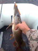 user14339_pic12014_1346849986.jpg