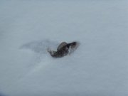 SDC10857.JPG