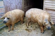 1356414263_pigs_and_sheep_05.jpg