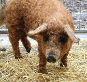 1356414270_pigs_and_sheep_10.jpg