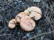 DSC04840.JPG
